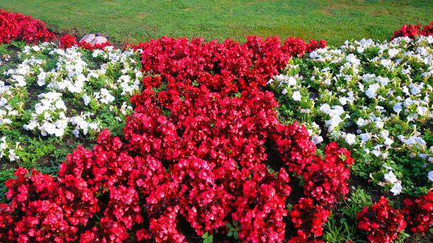 Beautiful garden flowerbed , red and white flowers and lawn in the background, garden detail suitable for background purposes. A Coruña, Galicia, Spain.