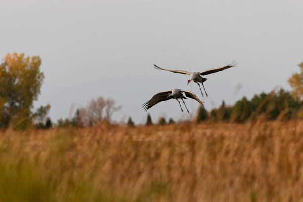 Common Cranes or Eurasian Cranes (Grus Grus) flying in the air near Diepholz in Germany during the autumn migration. Each autumn, thousands of cranes gather around Diepholz, Germany, during their migration from northern Europe to southern wintering grounds. They rest and feed in the region’s wetlands and fields, creating a spectacular natural display. Their calls echo across the landscape as they prepare for the long journey south.