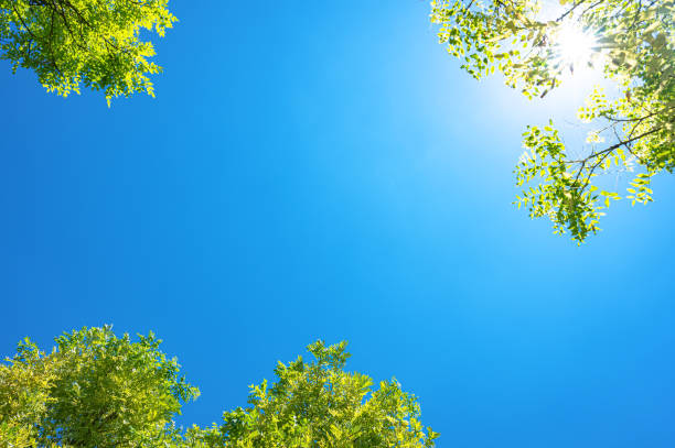 istock Treetops framing the sunny blue sky 2165331858