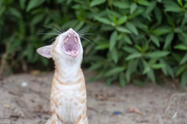 An orange kitten is playing happily.