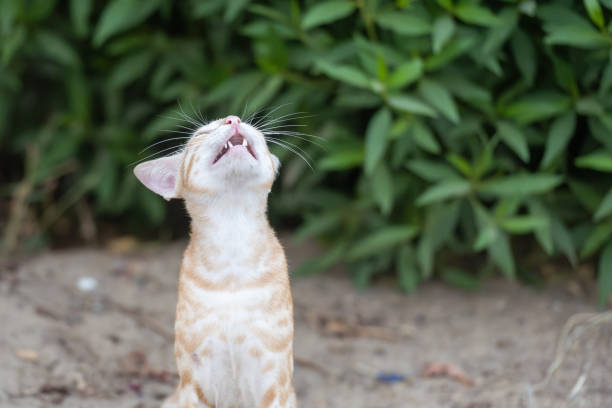 DOMESTICATED STRAY CAT YAWNING MOUTH WIDE OPEN