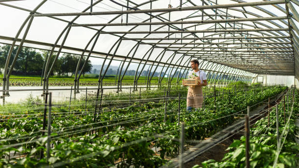 istock Farm worker working in greenhouse 2165334419