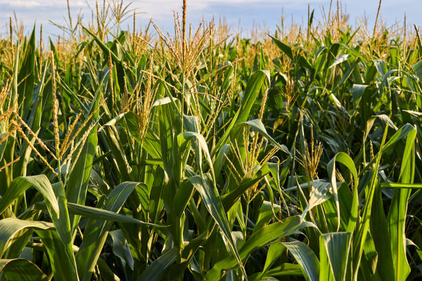 big fresh green corn leaves on the corn field
