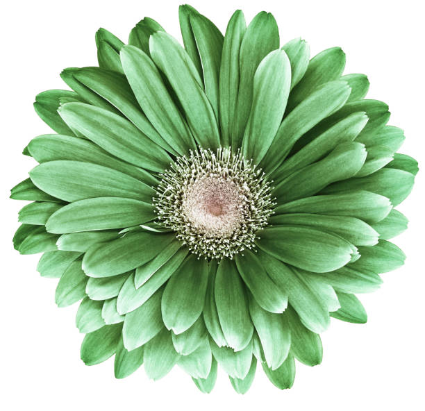 istock Daisy flower  isolated on  a white background. No shadows with clipping path. Close-up. Nature. 2165337296
