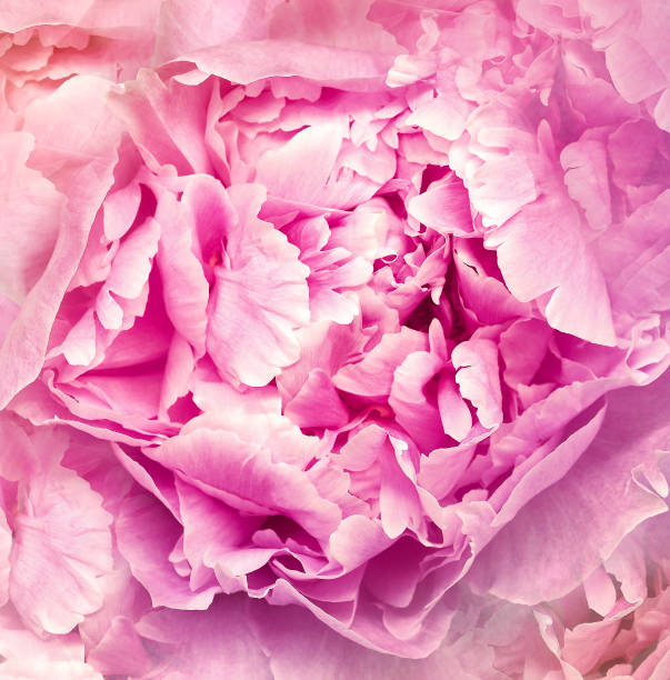 istock Peony  flower. Floral pink background.  Macro.   Nature. 2165337559