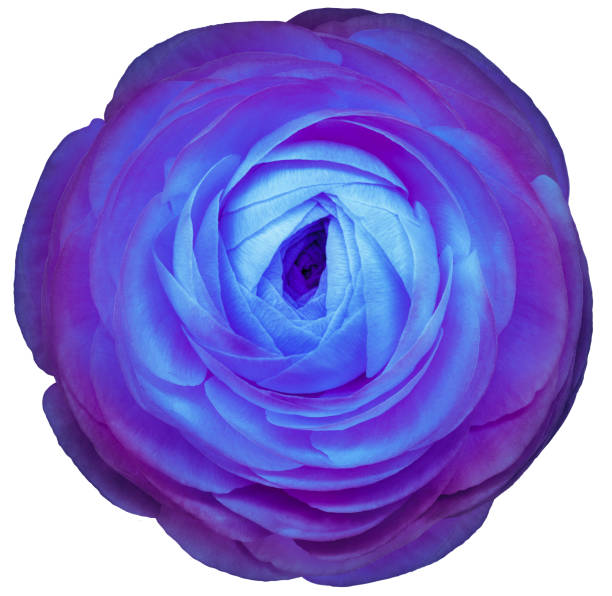 istock Rose flower  on a white isolated background with clipping path. Closeup. For design. Nature. 2165338122