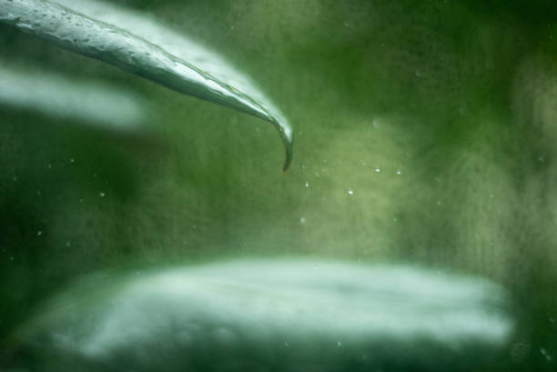 Indian rubber plant in the rain.
