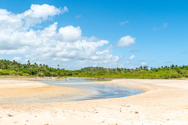 istock beautiful large white sandy beach in Maragogi, view to jungle at thze clean empty beach 2165342693