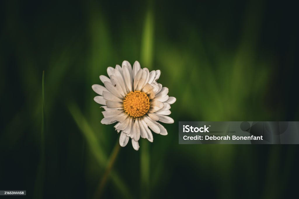 Flowers - ไม่มีค่าลิขสิทธิ์ กลางแจ้ง - การตั้งค่า ภาพสต็อก Flowers - ไม่มีค่าลิขสิทธิ์ กลางแจ้ง - การตั้งค่า ภาพสต็อก