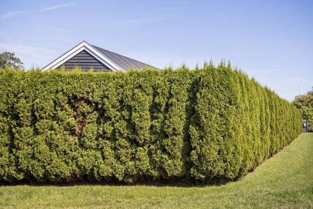 Kulhuse, Northern Zealand, Denmark - August 1st 2024: Summer cabin surrounded by a tall hedge consisting of Northern White-cedars, Thuja occidentalis