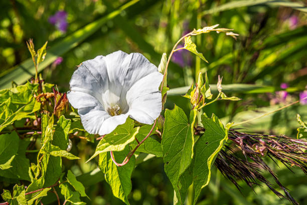 Flower of a hedge bindweed also called wild morning glory, Calystegia sepium growing in an area with reeds close to a beach in the norther Zealand close to Copenhagen
