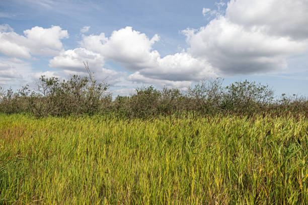 Wet area with reeds, willow bushes and small birch trees in a flat landscape. The picture is taken at Kalvebod Commons, which are a large natural reserve twenty minutes from the center of Copenhagen
