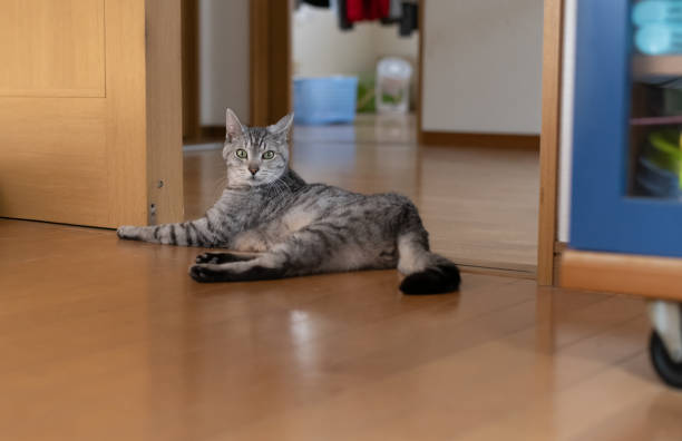 istock The gaze of a lying cat 2165345966