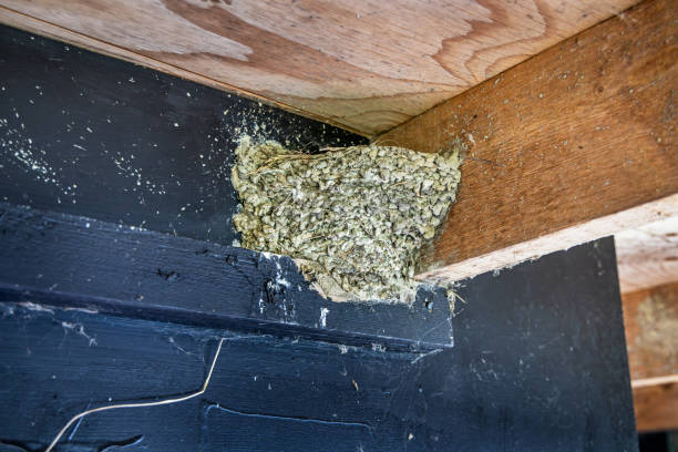 Nest of a barn swallow also known as a rustic swallow, Hirundo rustica, which is a common bird in Denmark. The picture is taken in a shred at Kalvebod Commons, which is a large nature area close to the center of Copenhagen