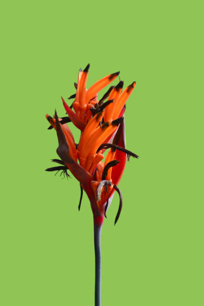 istock Heliconia psittacorum flowers 2165348957