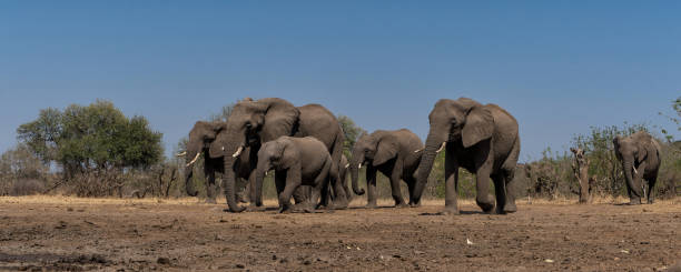 istock Elephants in Mashatu Game Reserve 2165349283