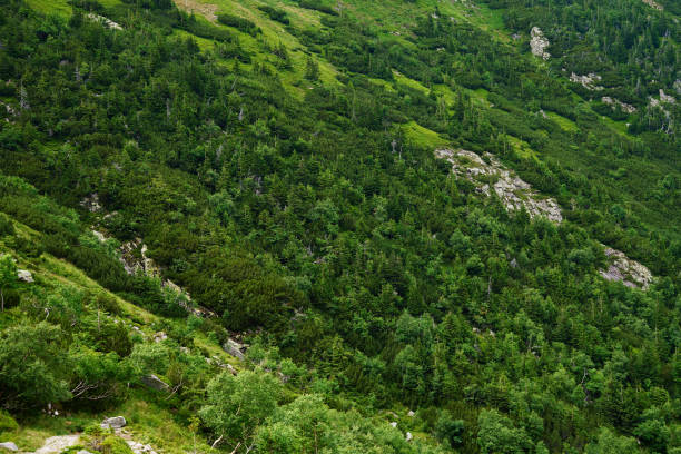 Dense forest with lush green trees covering mountain slope. Hiking and adventures in natural wilderness