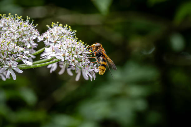 istock A hoverfly perched on a flower, with a shallow depth of field 2165350508
