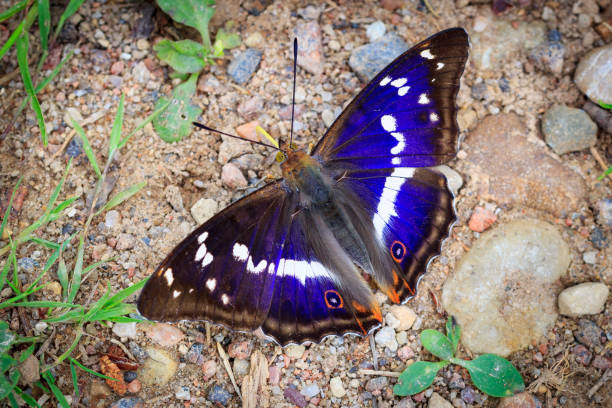 istock purple emperor (Apatura iris) on the gound 2165350716