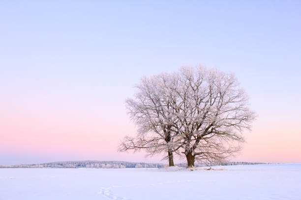 Lonely trees in winter landscape