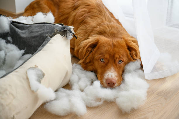istock Innocent looking dog after destroying his bed 2165350796