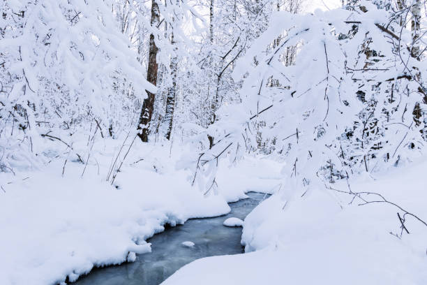 View to snowy forest