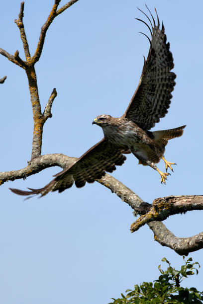istock Common Buzzard (Buteo buteo) Spotted in Turvey Nature Reserve, Dublin, Ireland 2165353135