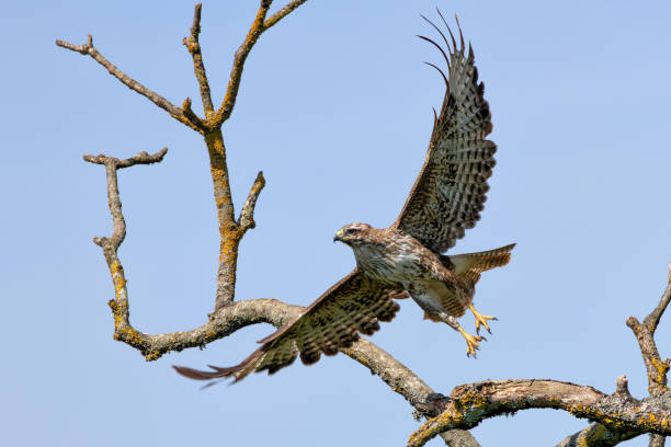 istock Common Buzzard (Buteo buteo) Spotted in Turvey Nature Reserve, Dublin, Ireland 2165353136