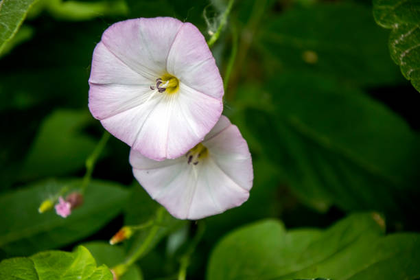 A delicate flower of a bindweed in a meadow on a bright day