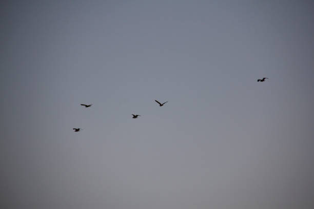 Collective flight of birds in the sky and nature of Kurdistan, Iran