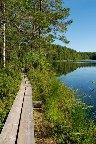 istock beautiful forest lake scenery with duckboards. hiking concept. 2165354945