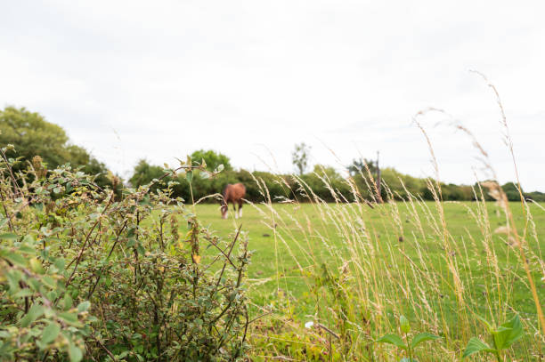 Shallow focus of long grass seen bordering a large farm paddock with a distant horse seen grazing contently.