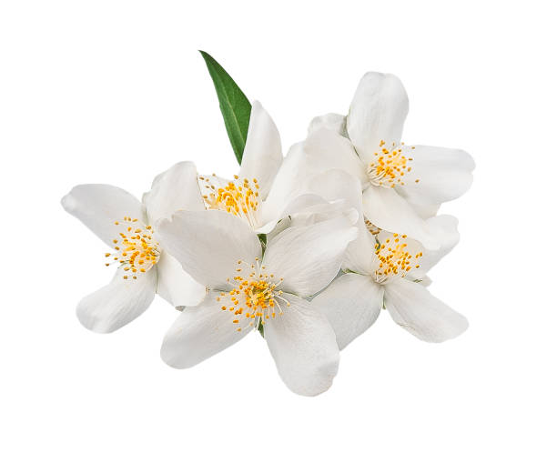 istock Jasmine flower plant 2165356044