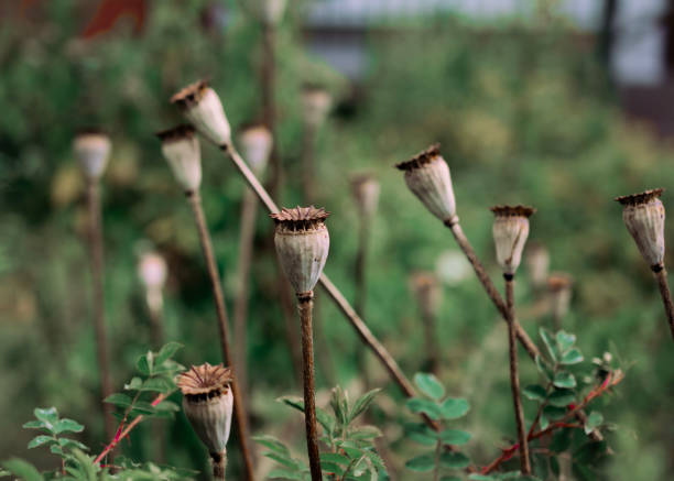 istock Ripe poppy flowers 2165357416