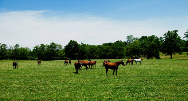istock Herd of horses 2165357741