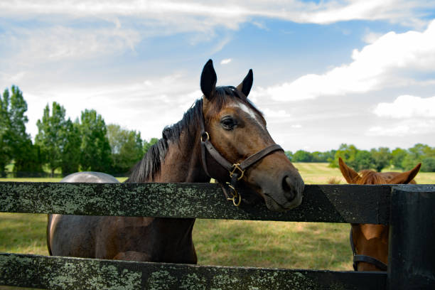 istock Horse looking over a fence 2165357753