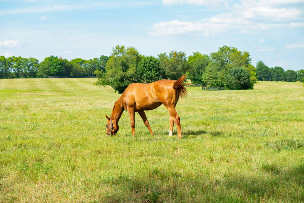 istock Horse grazing on a farm 2165357758