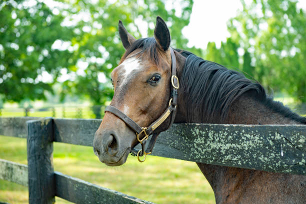 Horse looking over a fence