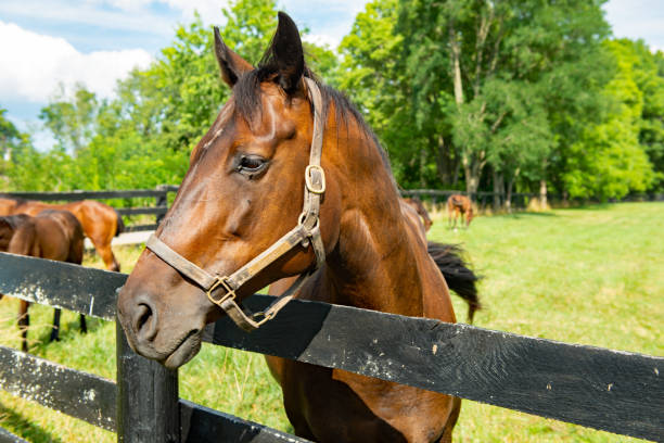 istock Horse on a farm in Kentucky 2165357773