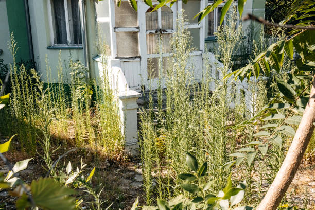 High grass all over back yard