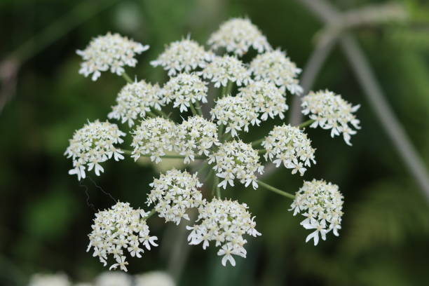 istock Close up of a common hogweed flower head 2165358129