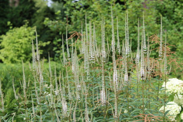istock White veronicastrum virginicum or Culver's root flowers in a garden 2165360310