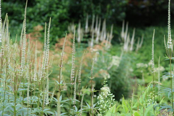 istock White veronicastrum virginicum or Culver's root flowers in a garden 2165360436