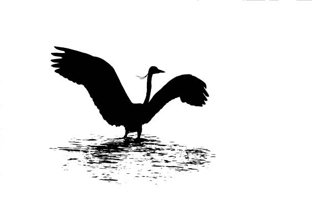 swan in flight isolated on white background