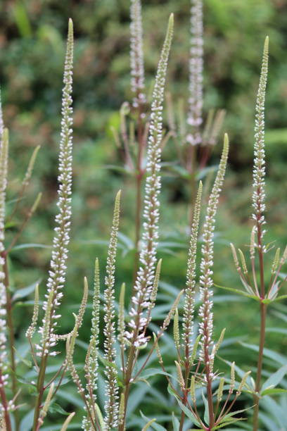 istock White veronicastrum virginicum or Culver's root flowers in a garden 2165360475