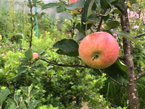 red apples ripen on the branches of an apple tree in the orchard