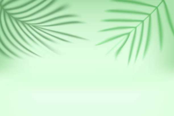 istock Bright interior with shadow of palm green leaves on the wall. 3d vector illustration 2165364408