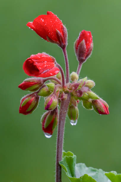 Rain drops on red buds of blooming geranium, green background