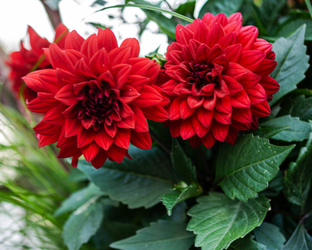 istock Red Dahlia Flower 2165365620