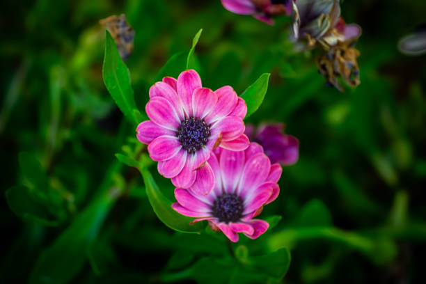 Osteospermum MARGARITA PINK FLARE